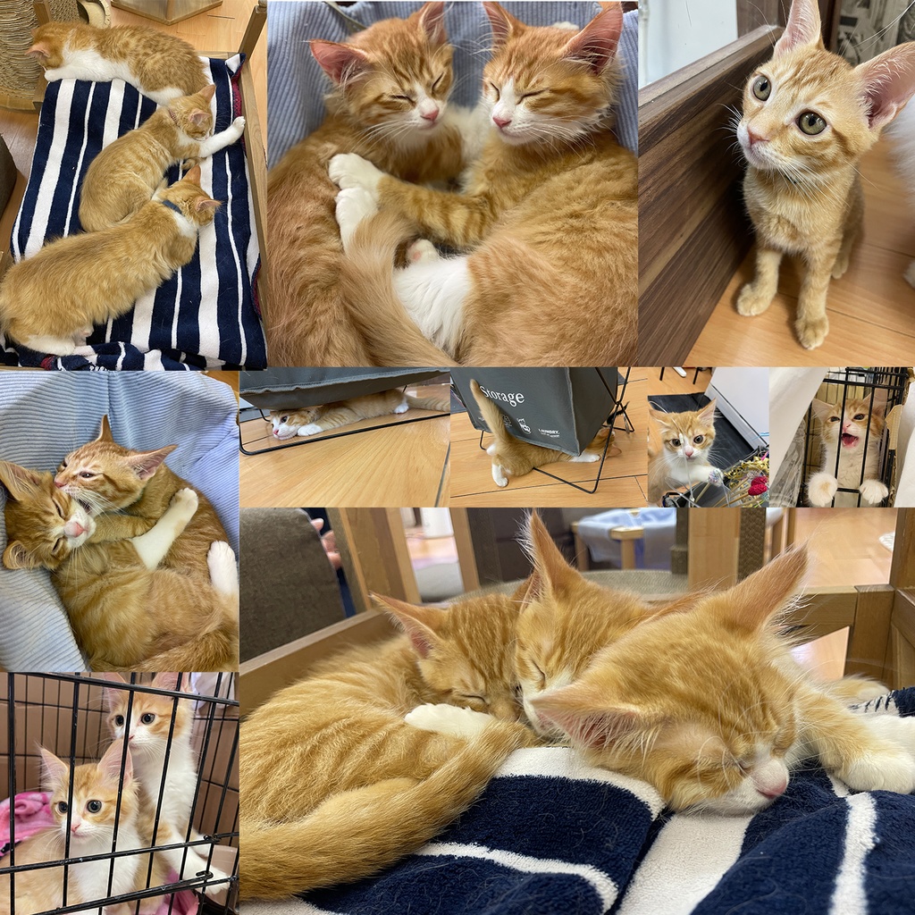 猫カフェmfmf 保護猫カレンダー2024