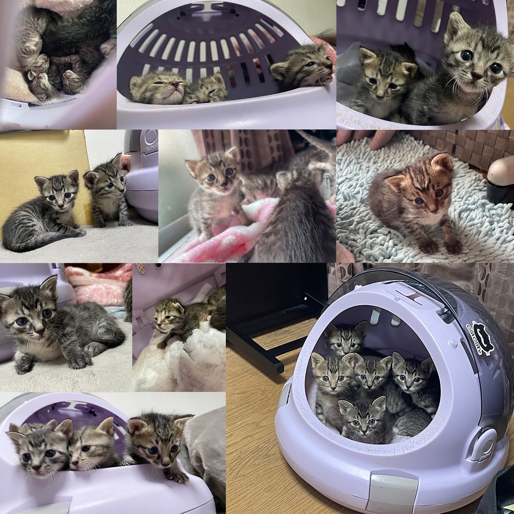 猫カフェmfmf 保護猫カレンダー2024