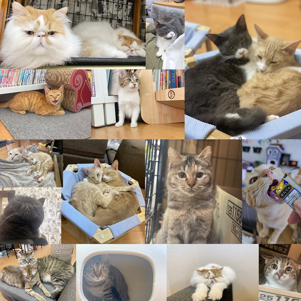 猫カフェmfmf 保護猫カレンダー2024