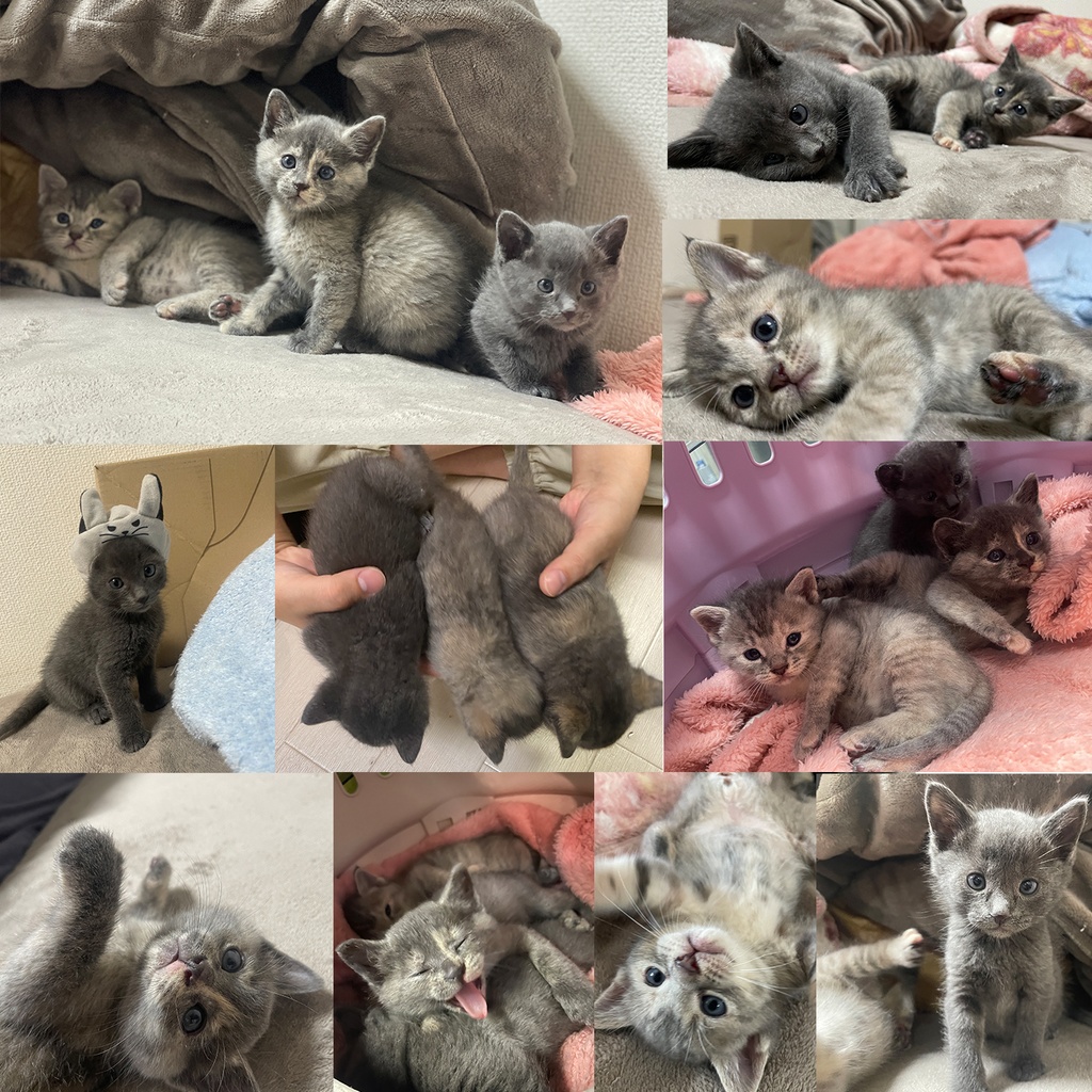 猫カフェmfmf 保護猫カレンダー2025