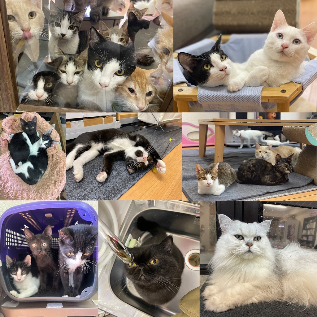 猫カフェmfmf 保護猫カレンダー2025