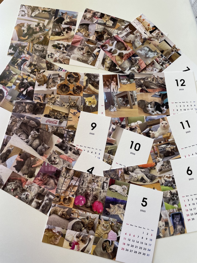 猫カフェmfmf 保護猫カレンダー2025