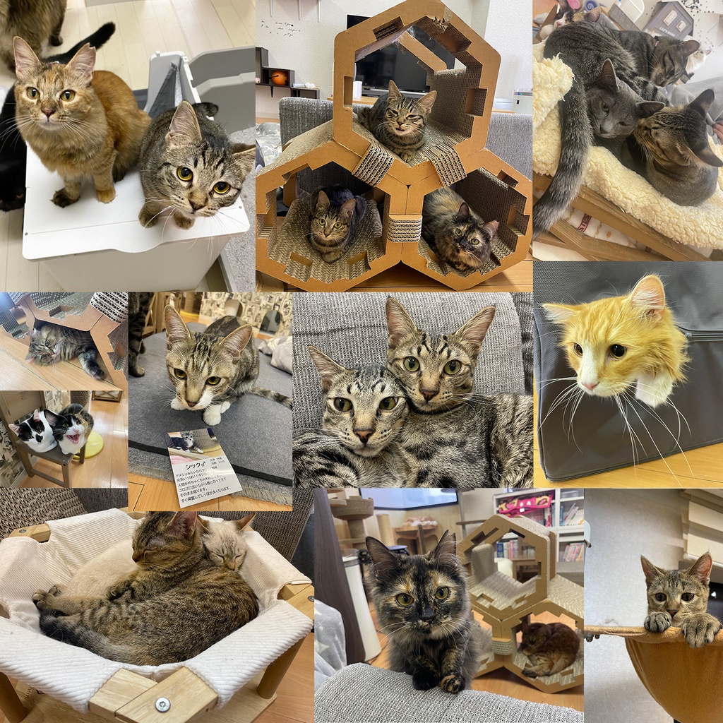 猫カフェmfmf 保護猫カレンダー2025