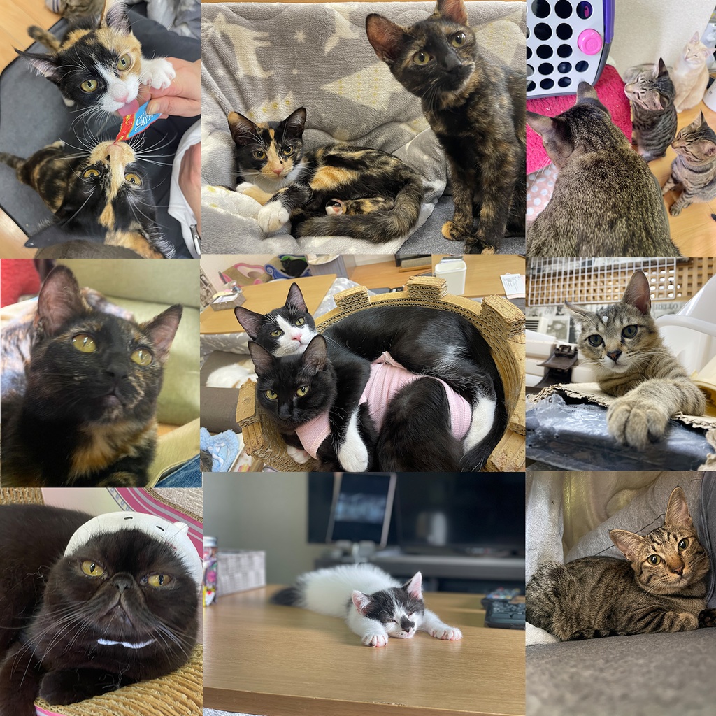 猫カフェmfmf 保護猫カレンダー2025