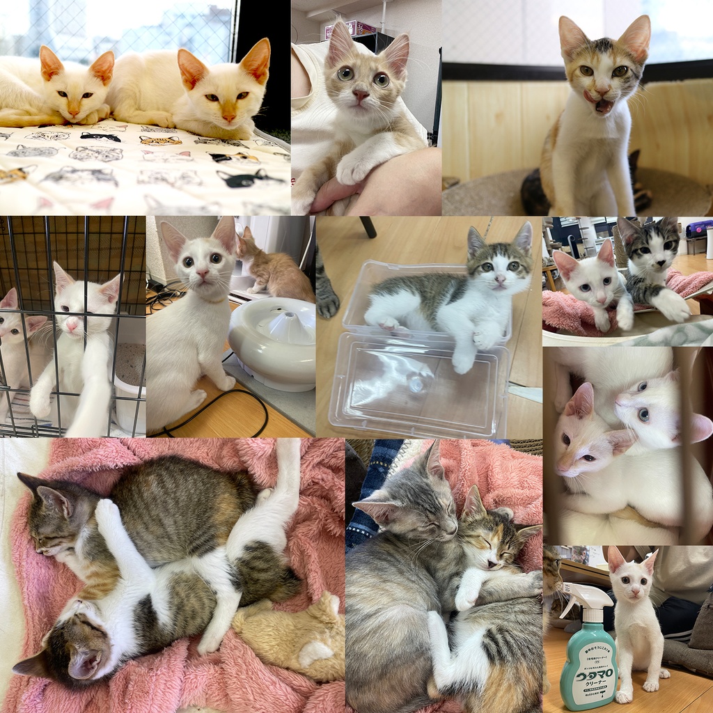 猫カフェmfmf 保護猫カレンダー2025