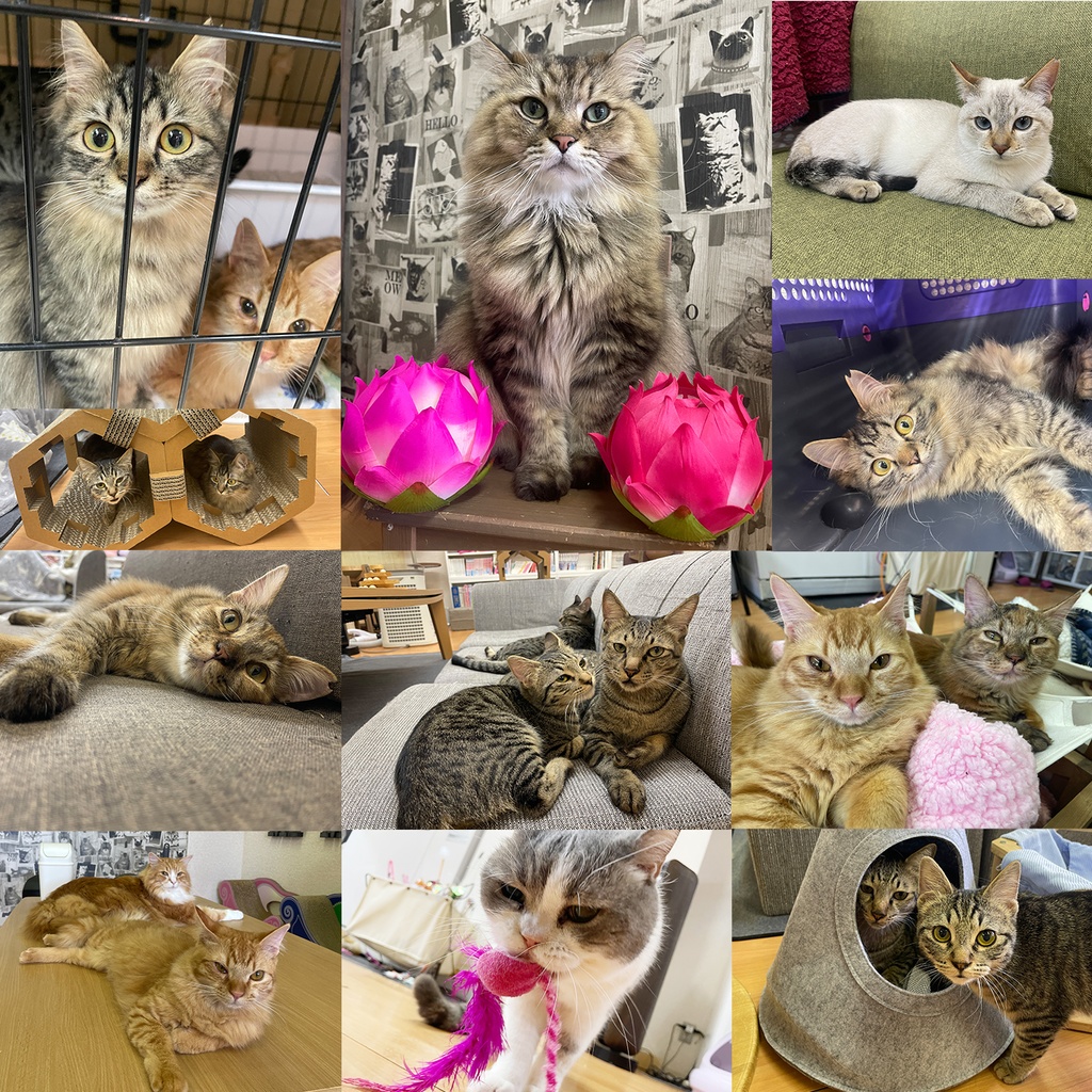 猫カフェmfmf 保護猫カレンダー2025