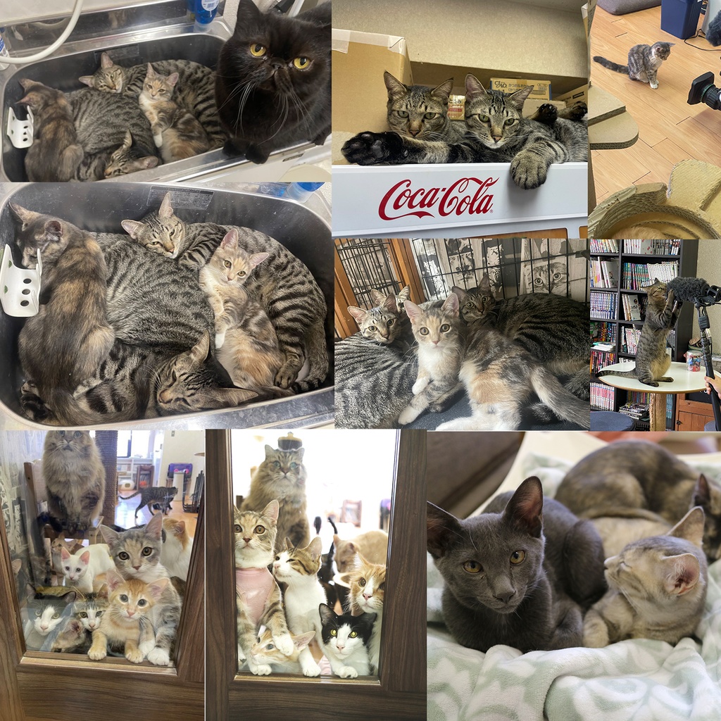 猫カフェmfmf 保護猫カレンダー2025