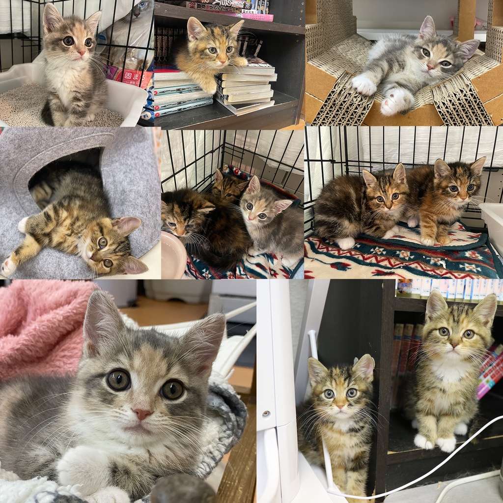 猫カフェmfmf 保護猫カレンダー2025