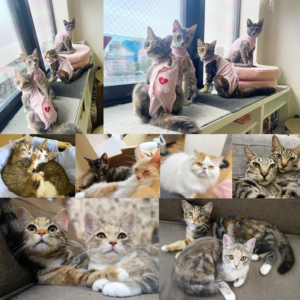 猫カフェmfmf 保護猫カレンダー2025