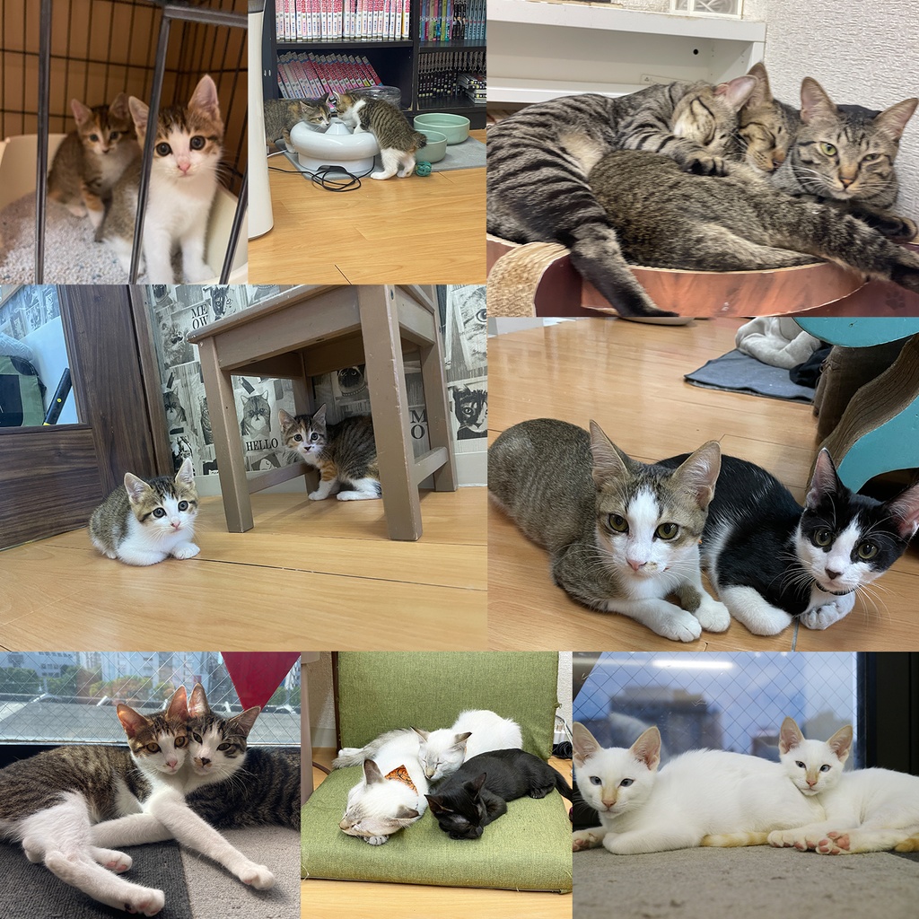 猫カフェmfmf 保護猫カレンダー2025
