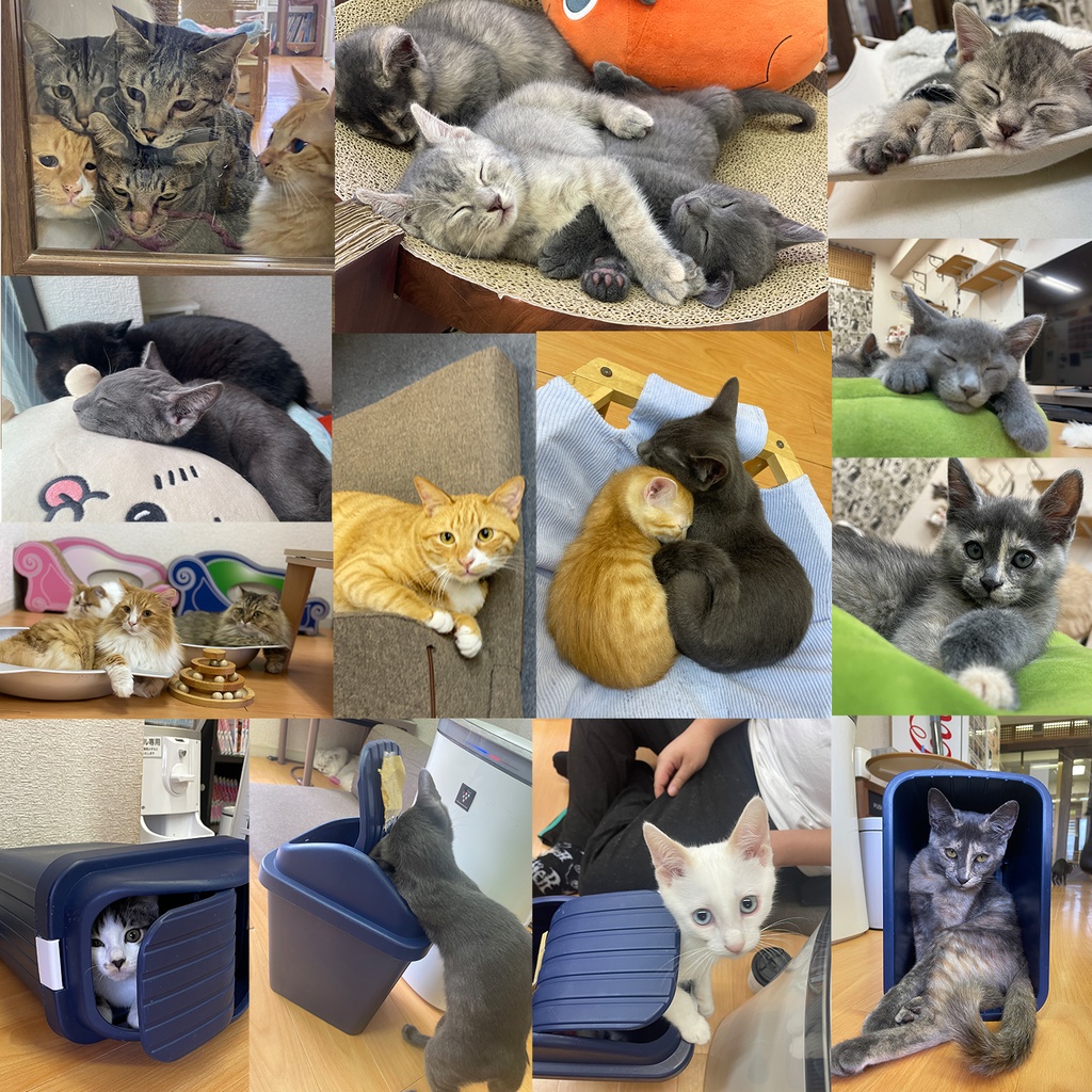 猫カフェmfmf 保護猫カレンダー2025