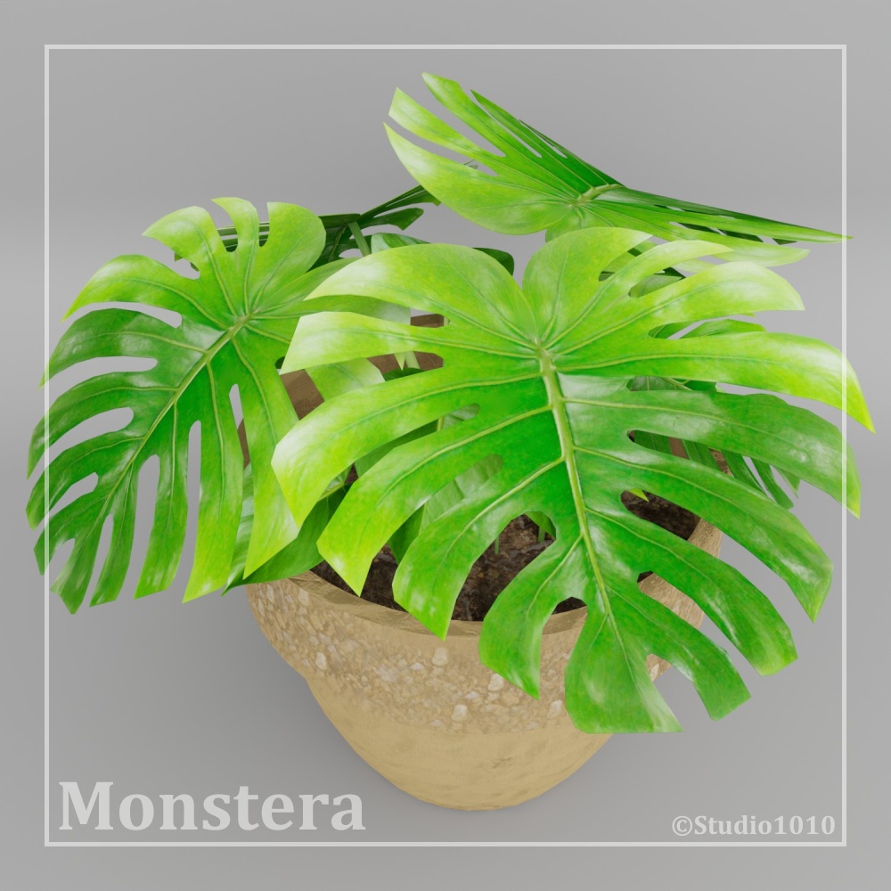 観葉植物 vol.2_モンステラ