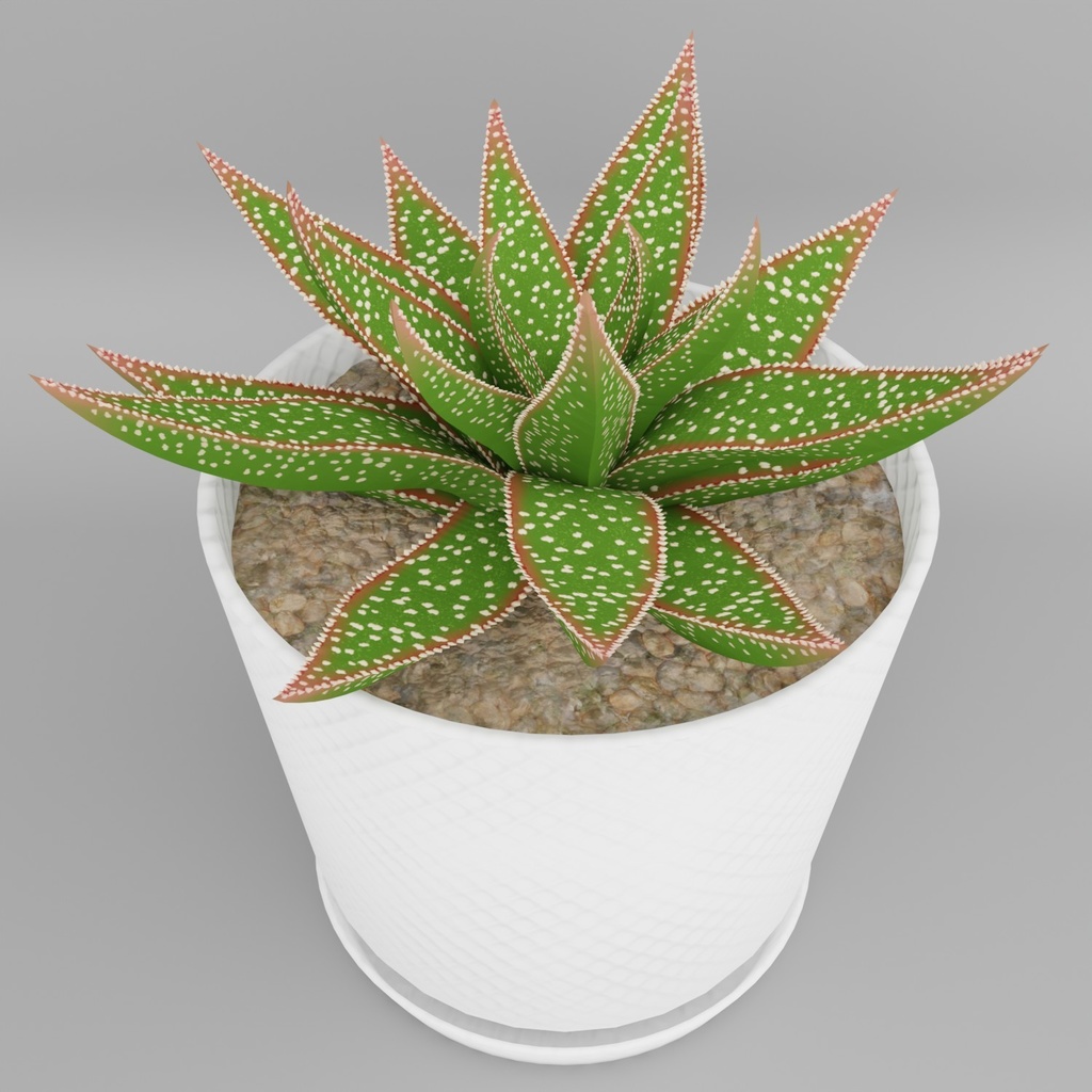 観葉植物(ガステリア)