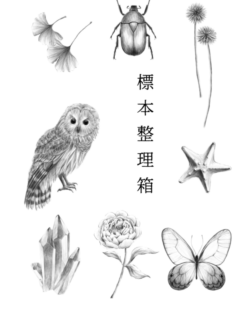 標本整理箱