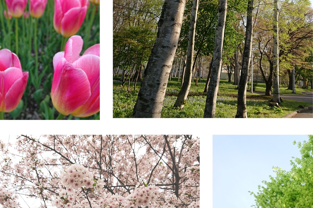 【無料】花と緑の写真素材