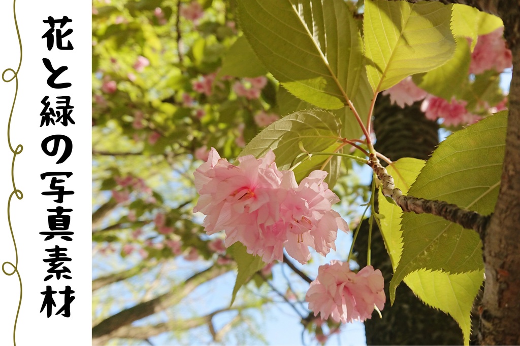 【無料】花と緑の写真素材