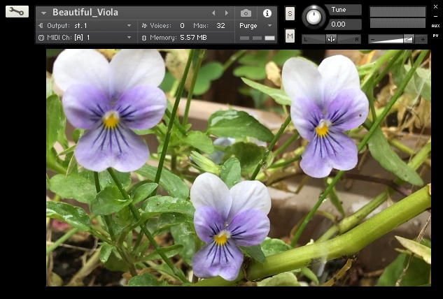 Beautiful Viola【Kontakt用ヴィオラ音源】