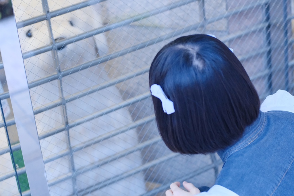 骨ガムヘアクリップ