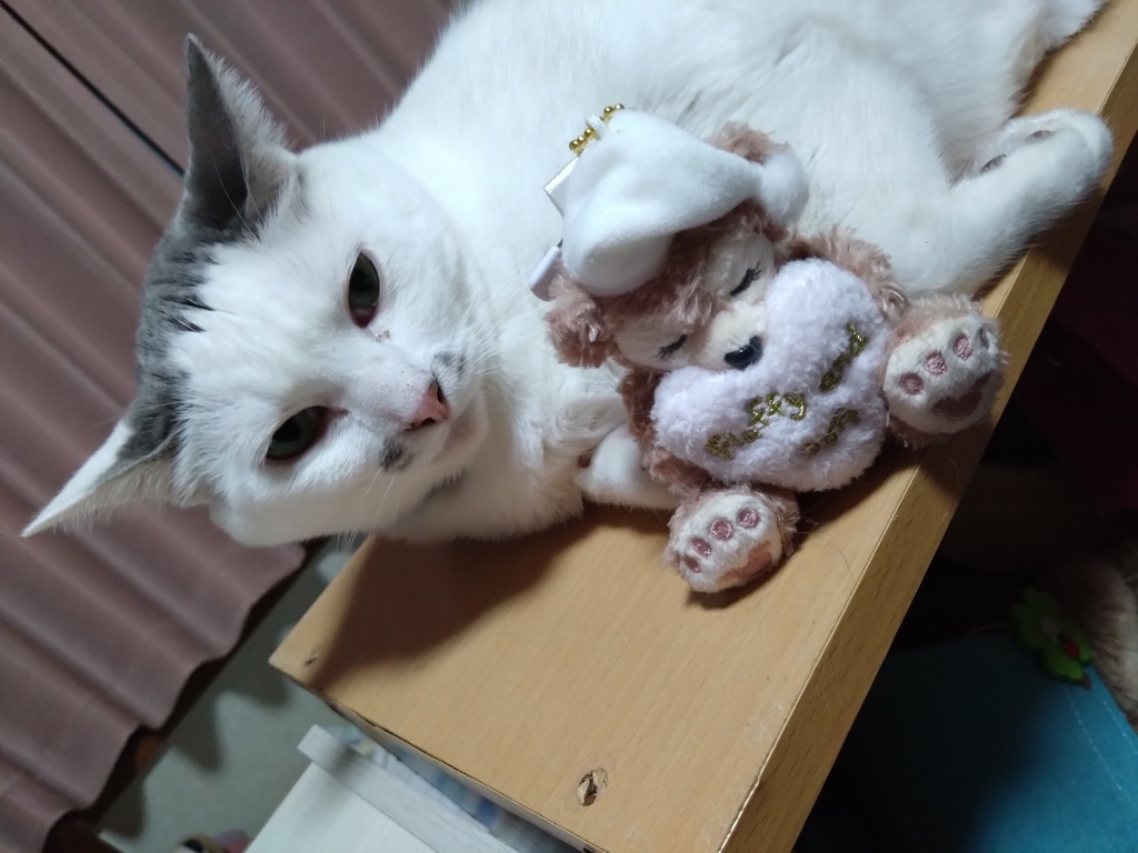 猫たちのランダムチェキ