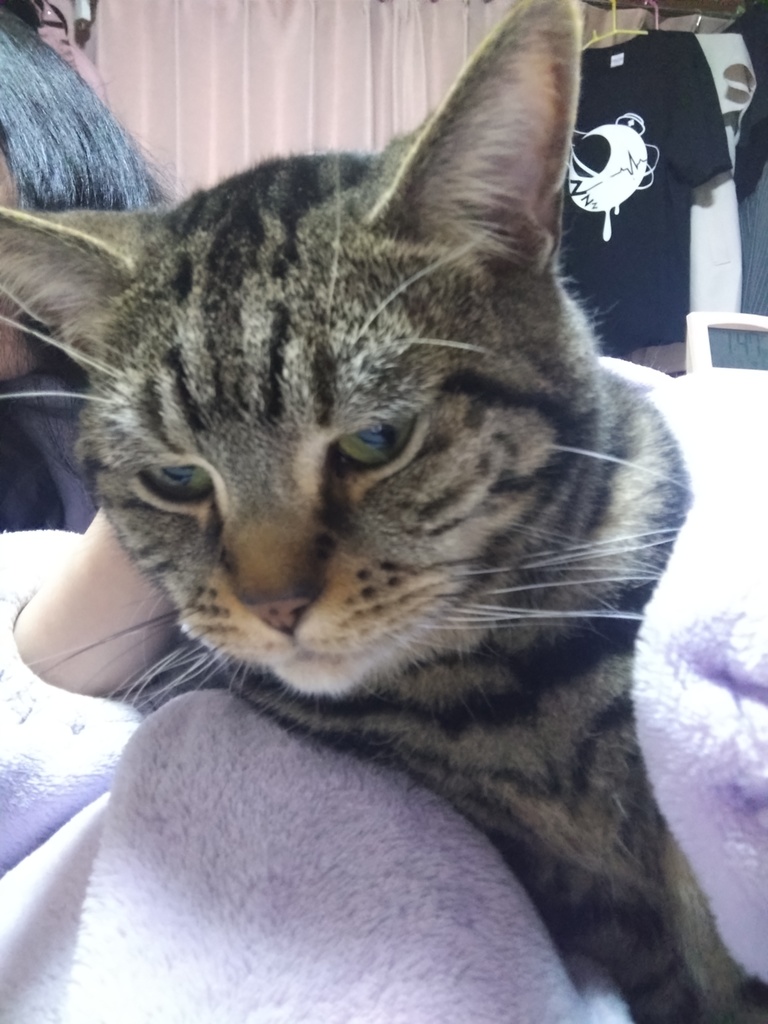 【数量限定】ちゃちゃまるばーすでーちぇき【4月30日まで】