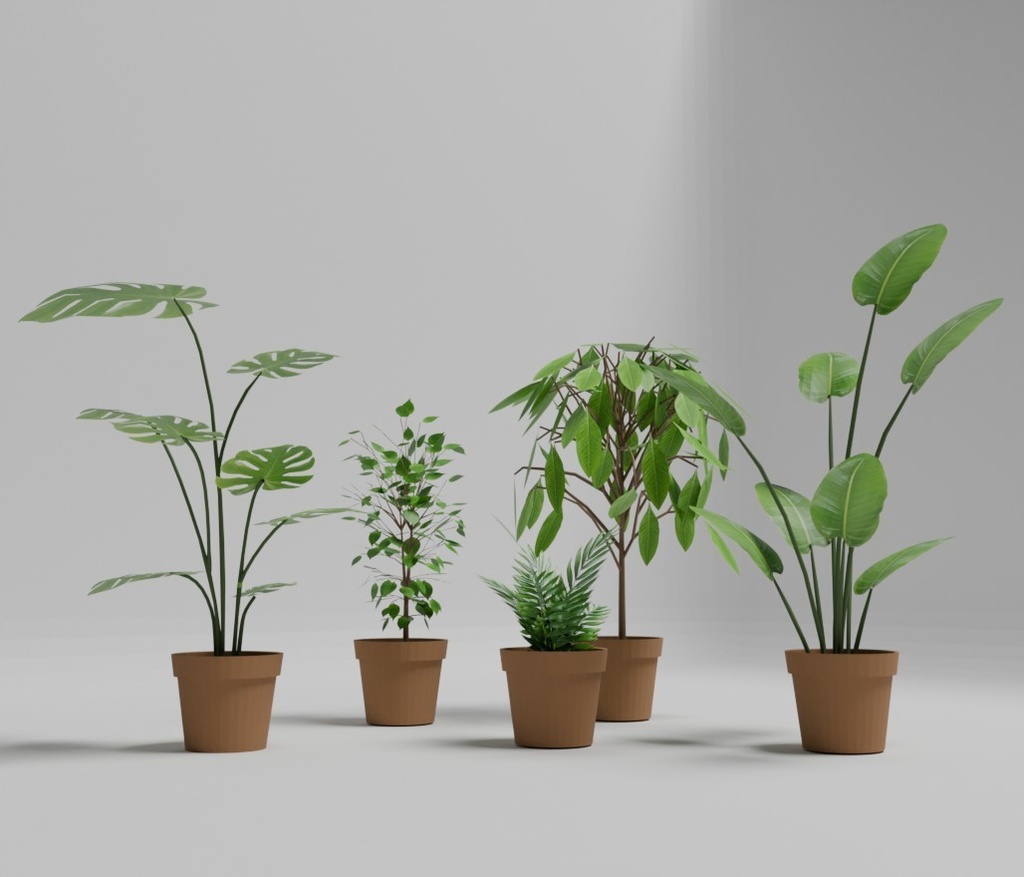 観葉植物5種
