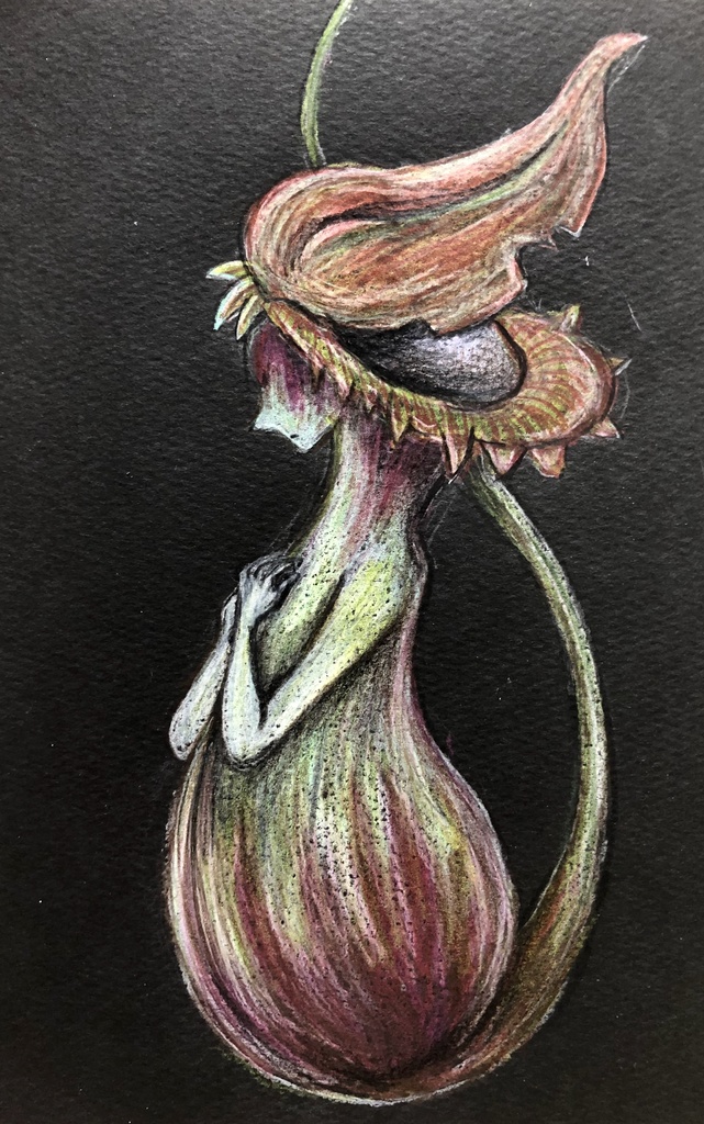 ドローイング「カズラ」