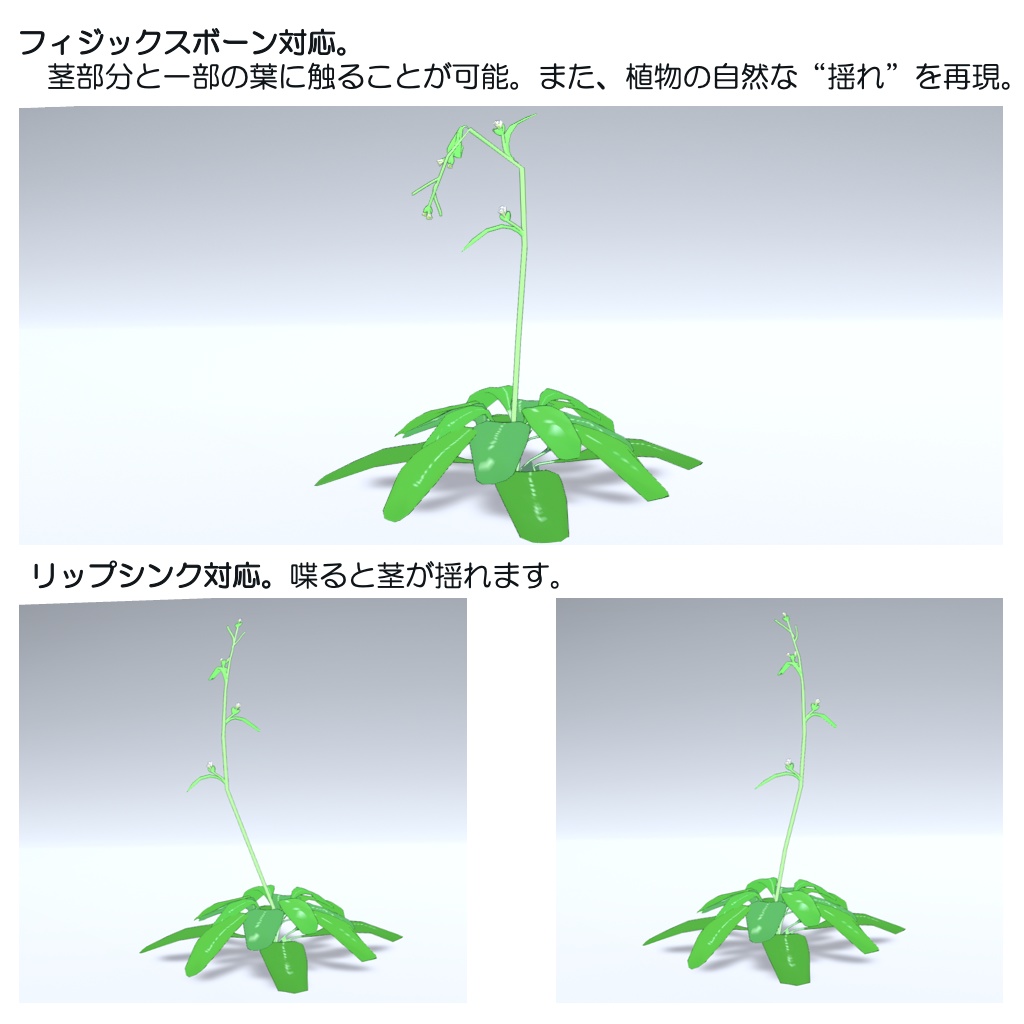 【無料】シロイヌナズナ【草アバター】【オリジナル3Dモデル】𝐴𝑟𝑎𝑏𝑖𝑑𝑜𝑝𝑠𝑖𝑠 𝑡ℎ𝑎𝑙𝑖𝑎𝑛𝑎