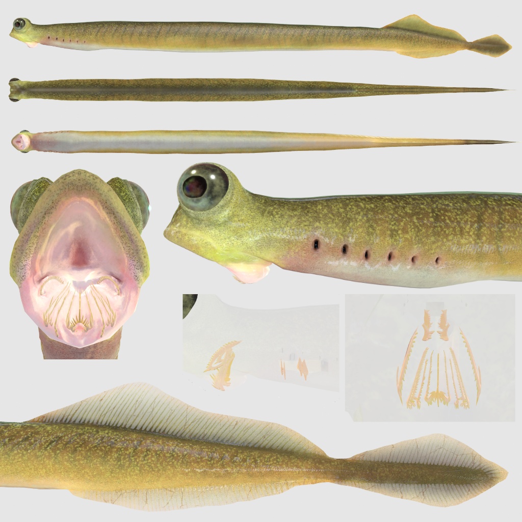 【オリジナル3Dモデル】クリダグナサス(Clydagnathus)コノドント