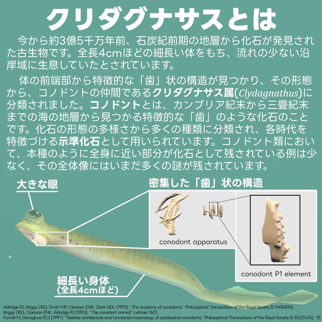 【オリジナル3Dモデル】クリダグナサス(Clydagnathus)コノドント