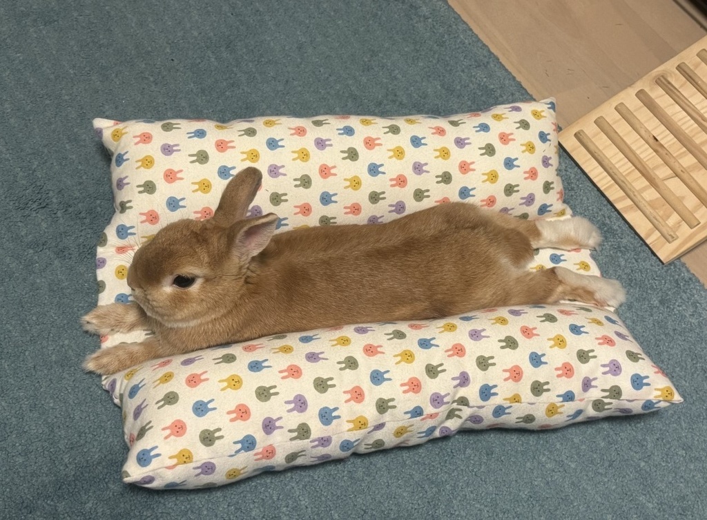 ええんやでクッション ~中わた自由自在~