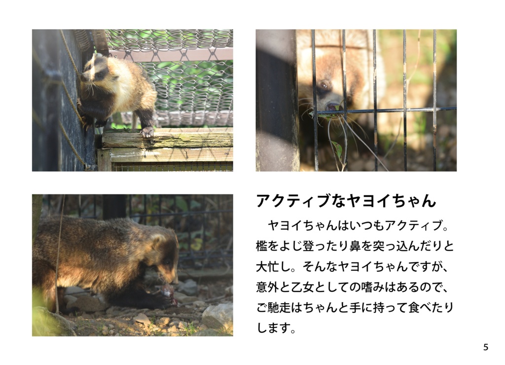 【特注対応・納期4W以内】タヌキとアナグマ未来への一歩へ