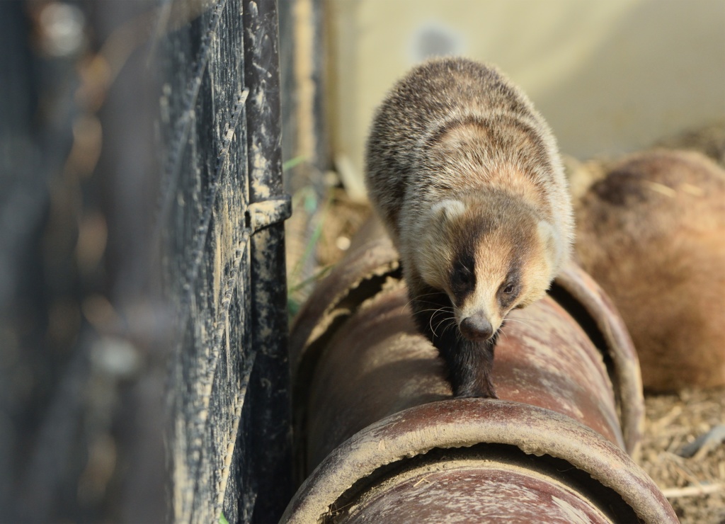 【特注対応・納期4W以内】タヌキとアナグマ未来への一歩へ