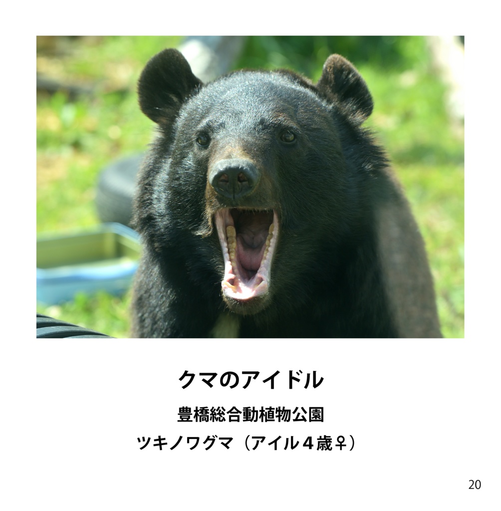 掌編動物園写真集1(あんしんBOOTHパック)