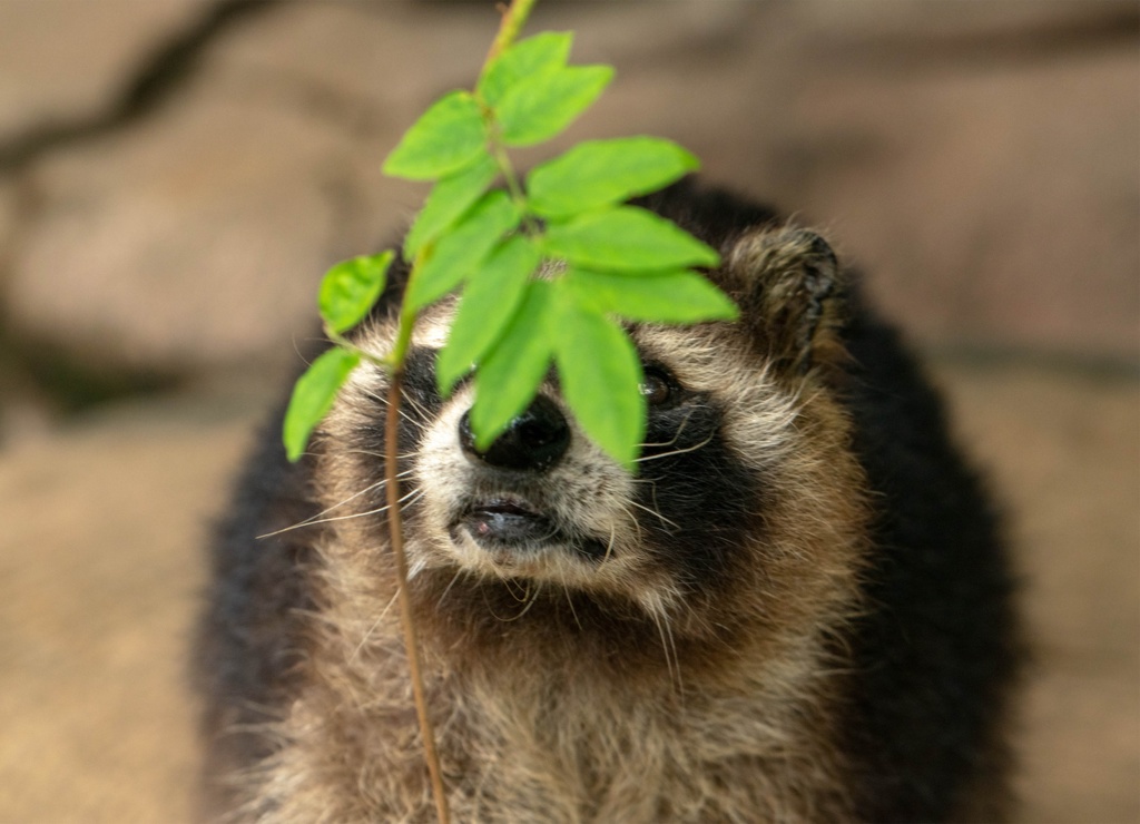 【特注対応・納期4W以内】タヌキとたぬき?