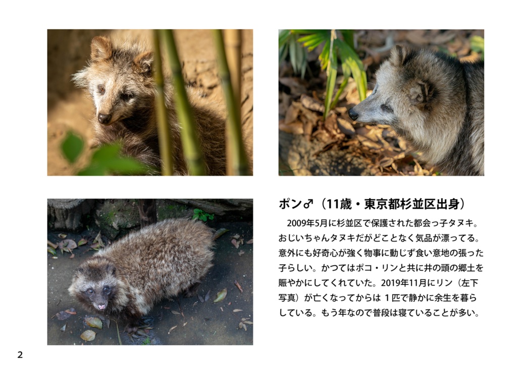 【特注対応・納期4W以内】タヌキとたぬき?