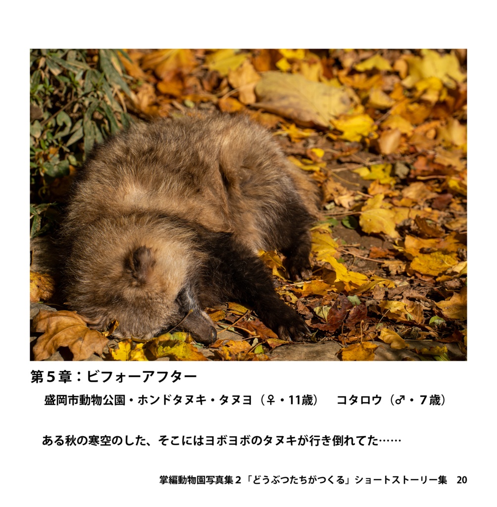 掌動物園写真集2(あんしんBOOTHパック)