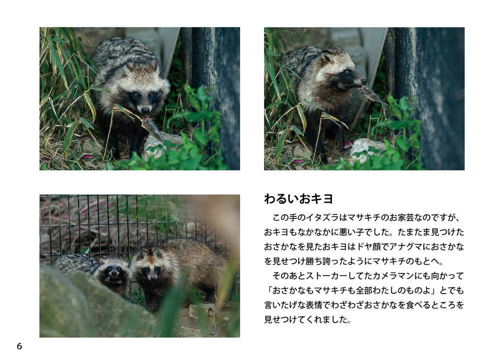 【特注対応・納期4W以内】時を駆け抜けたタヌキ