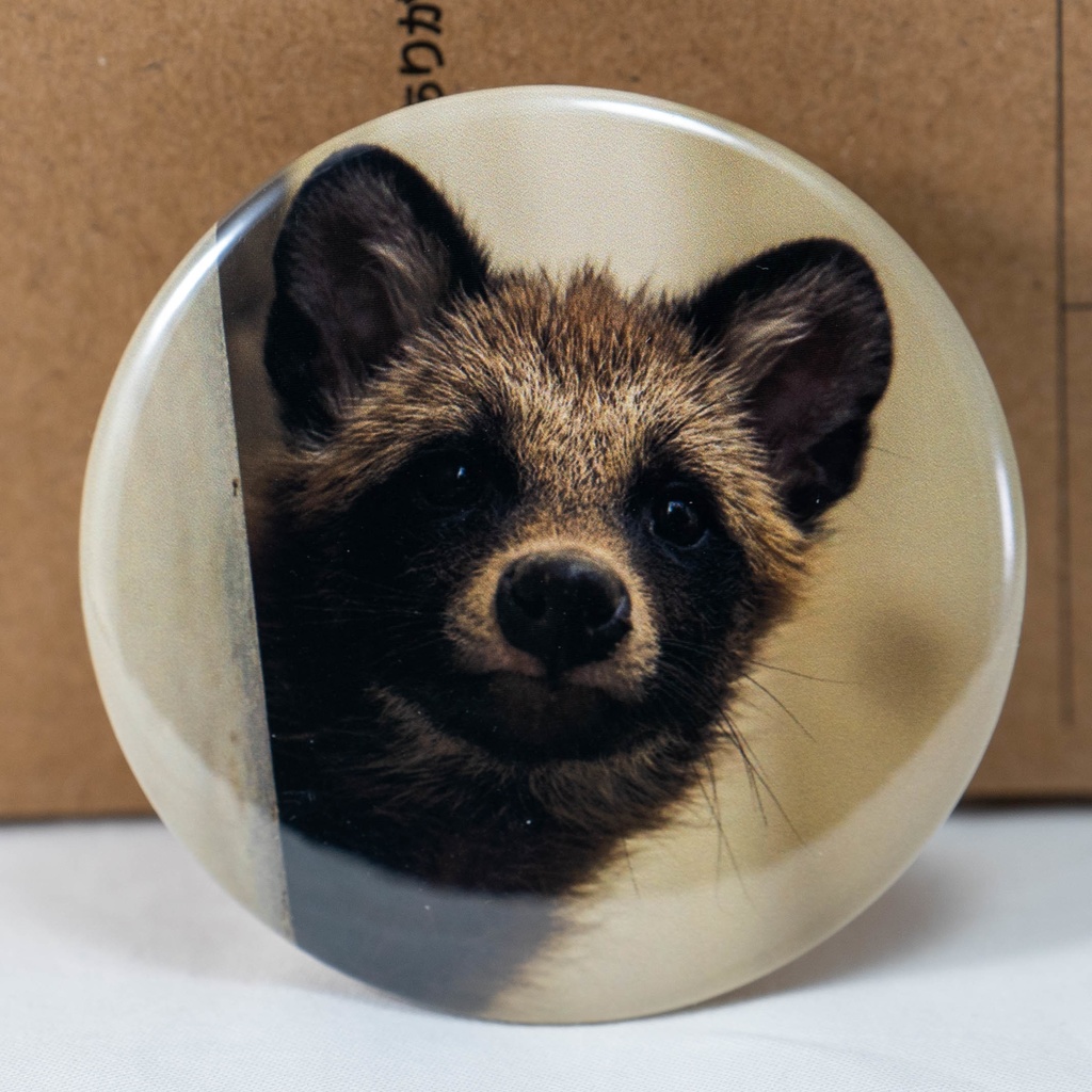 缶バッジ「仔だぬき」