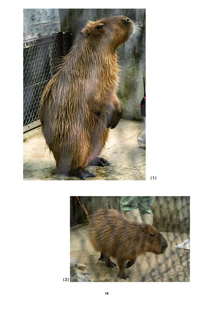 岡崎市東公園動物園はいいぞ