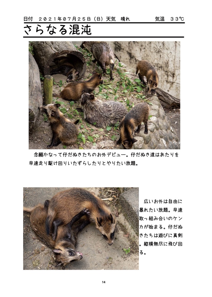 どたばた仔だぬき成長記