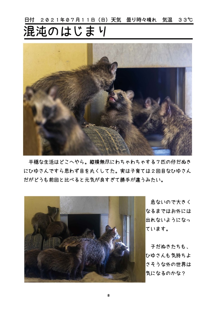 どたばた仔だぬき成長記