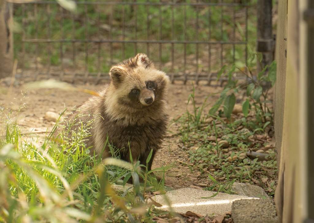 【特注対応・納期4W以内】化けタヌキのマサキチ