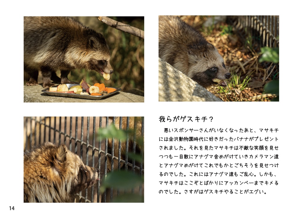 【特注対応・納期4W以内】化けタヌキのマサキチ