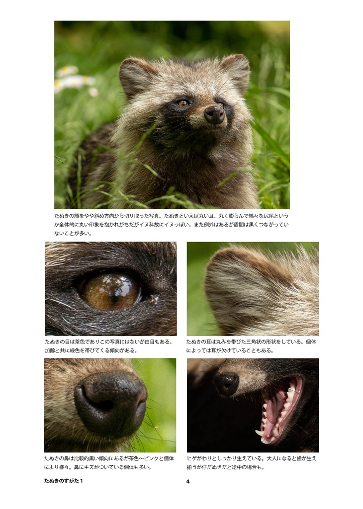 たぬきのためのデザイン?