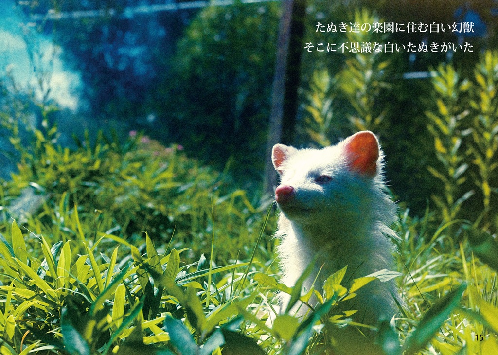 たぬきの楽園 - シュバルツ写真館(Schwarz_Photographic) - BOOTH たぬきの楽園 - シュバルツ写真館(Schwarz_Photographic) - BOOTH