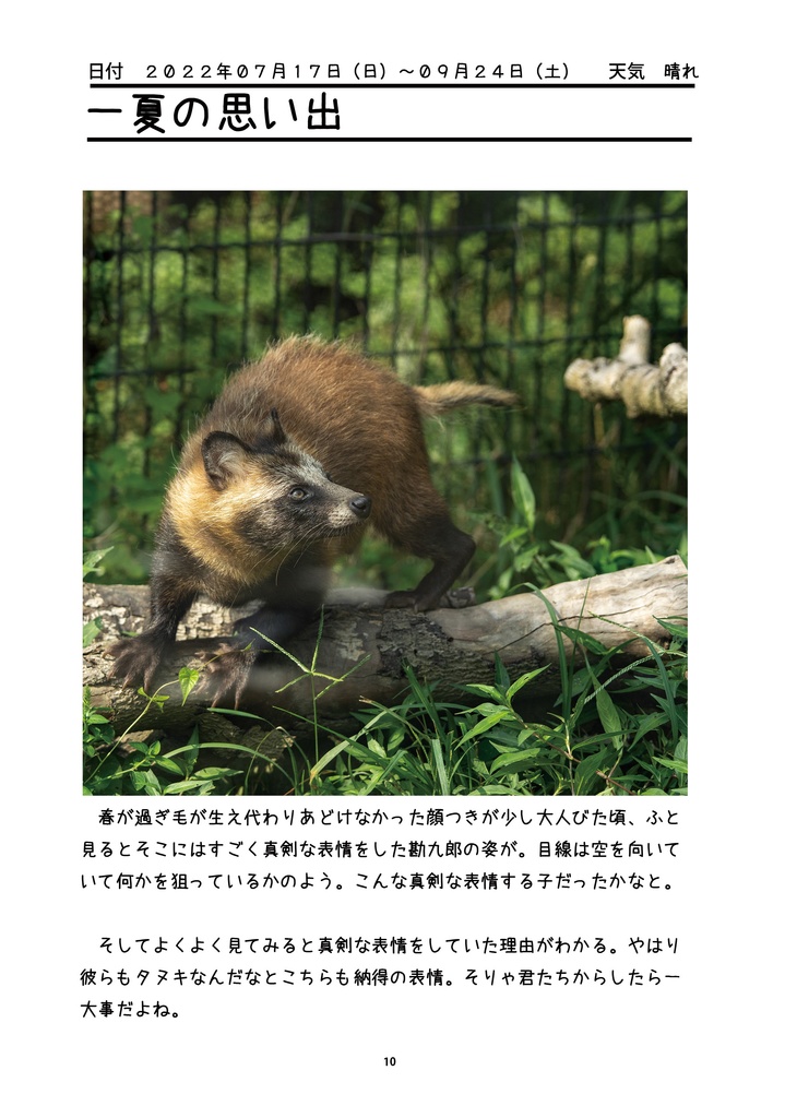 タヌキれんらくちょう だいごろう・かんくろう