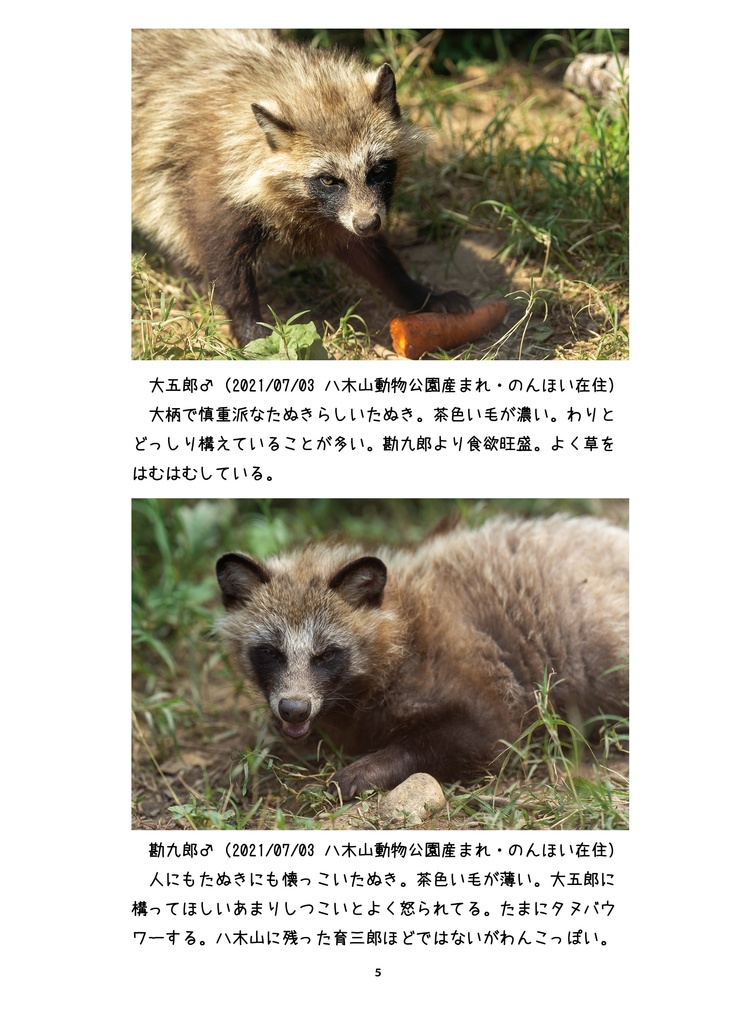 タヌキれんらくちょう だいごろう・かんくろう