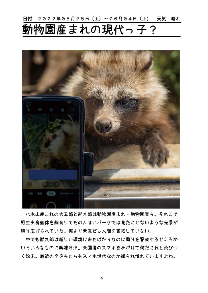 タヌキれんらくちょう だいごろう・かんくろう