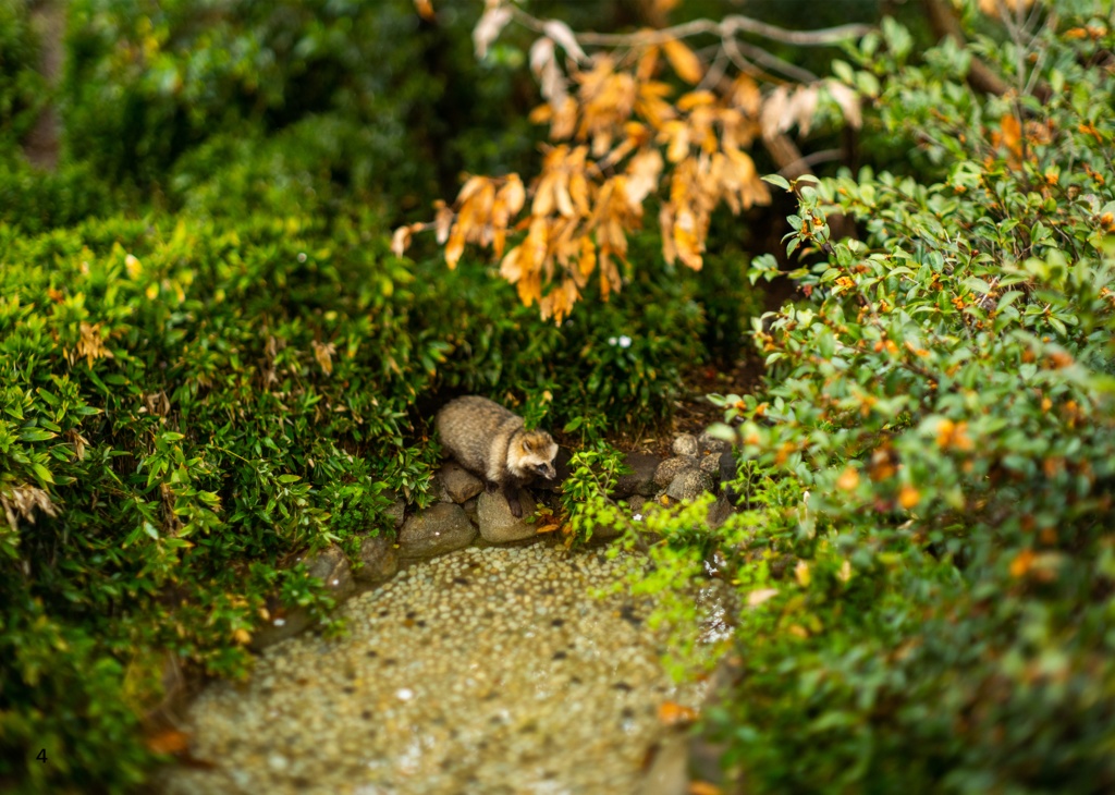 【納期3W以内】It’s a small Raccoon Dog