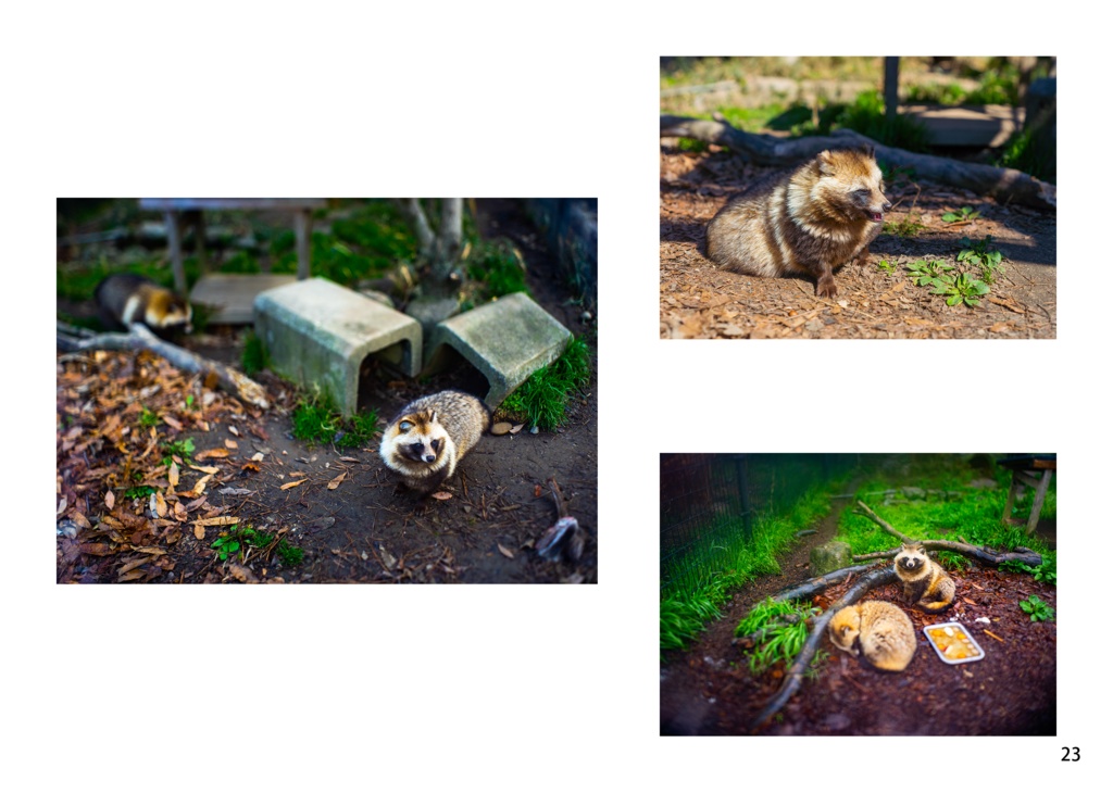 【納期3W以内】It’s a small Raccoon Dog